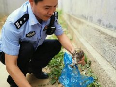 警民爱心接力救助两只国家重点保护动物